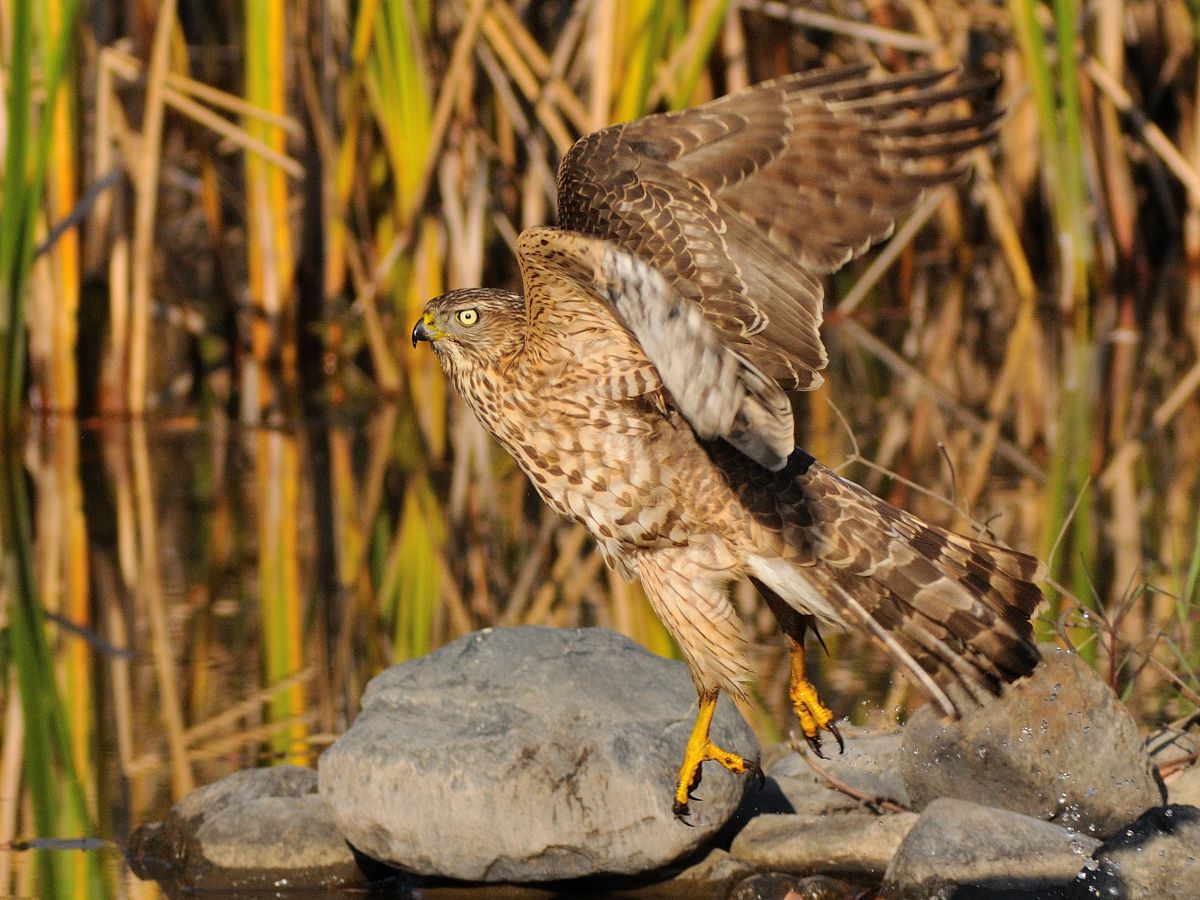 飛び立つ若鷹 動物 鳥類 Ganref