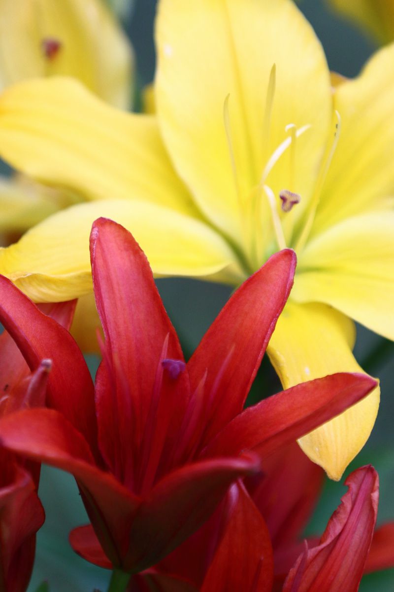 あかときいろ 植物 花 花びら Ganref
