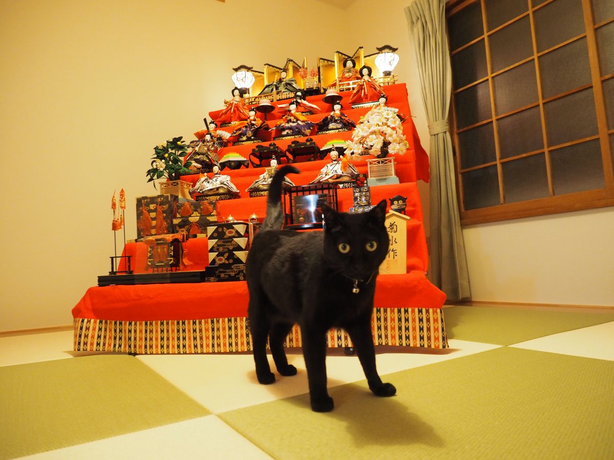 雛人形警護隊 動物 猫 Ganref 雛人形警護隊 動物 猫 Ganref