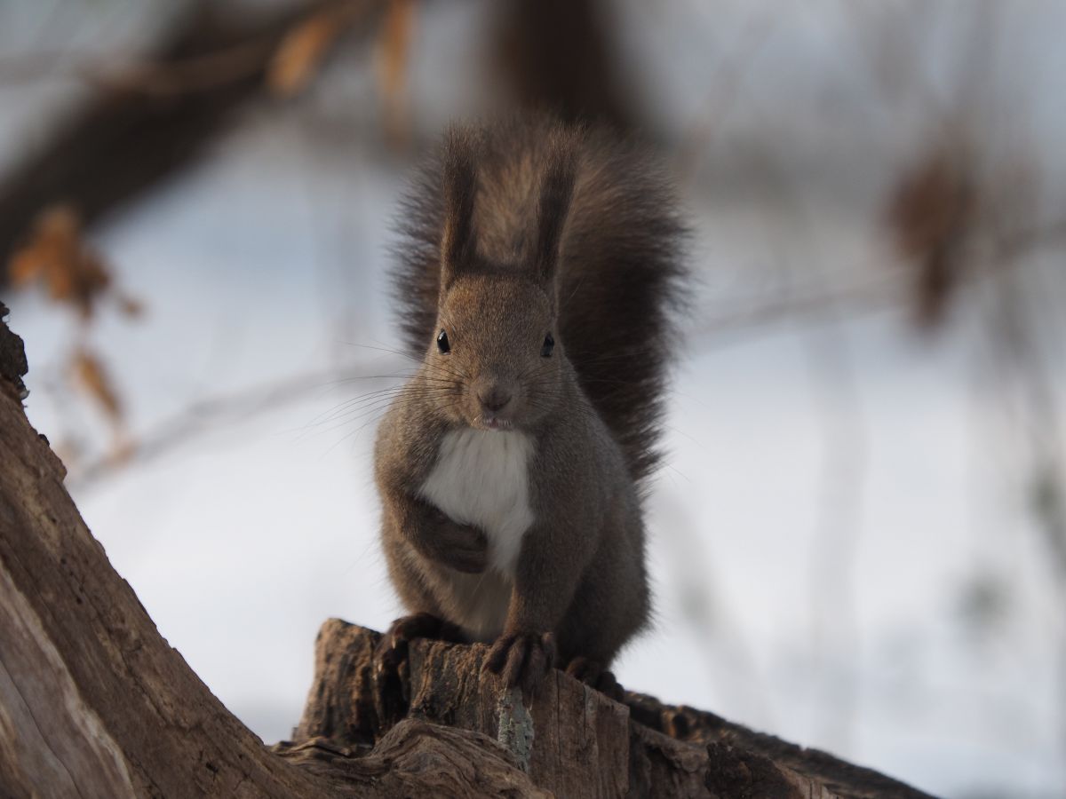 おひけぇなすって 動物 小動物 Ganref