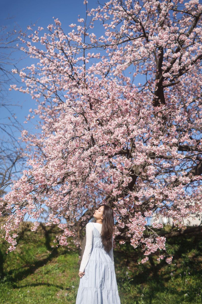 桜の木の下で | GANREF