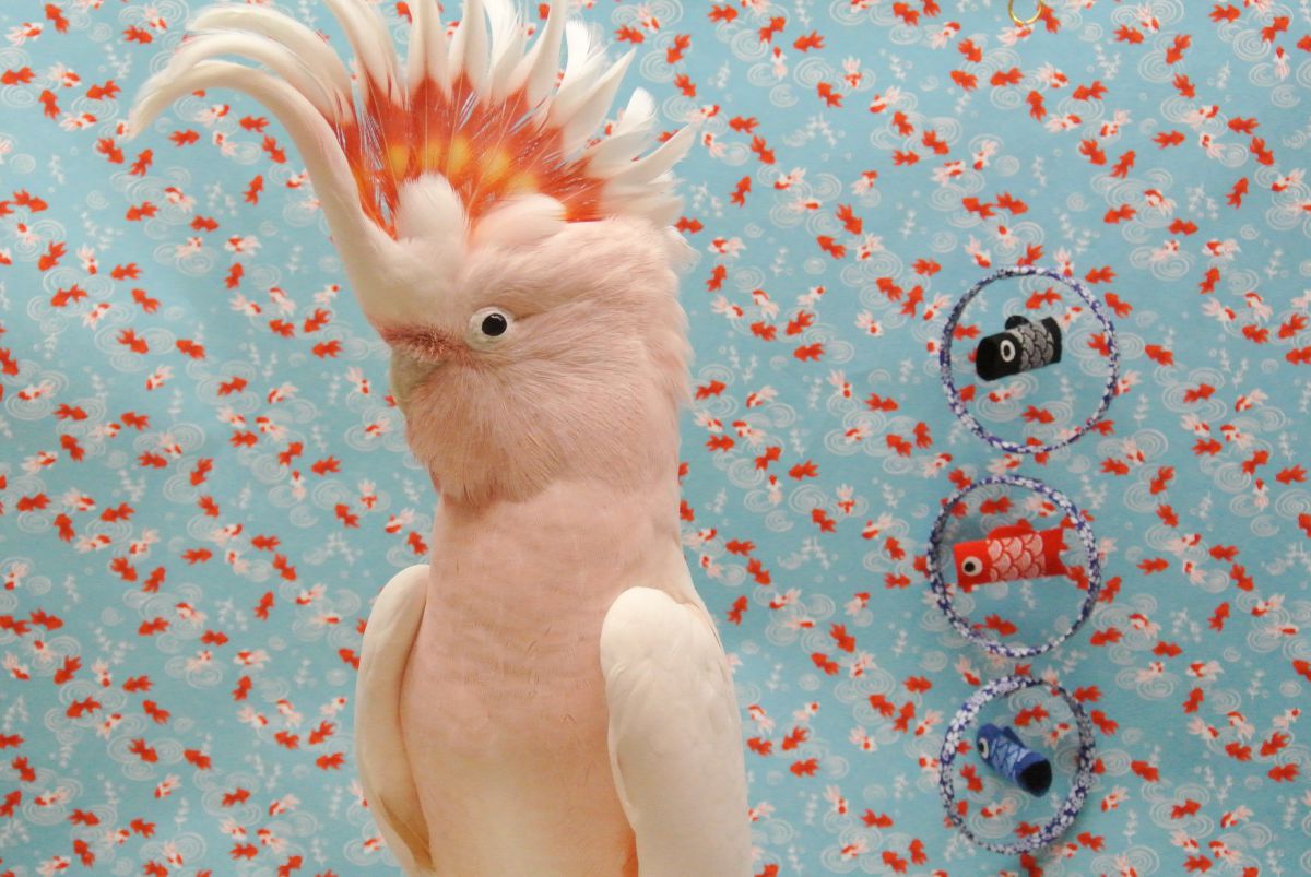 派手な冠羽 Part2 動物 鳥類 Ganref