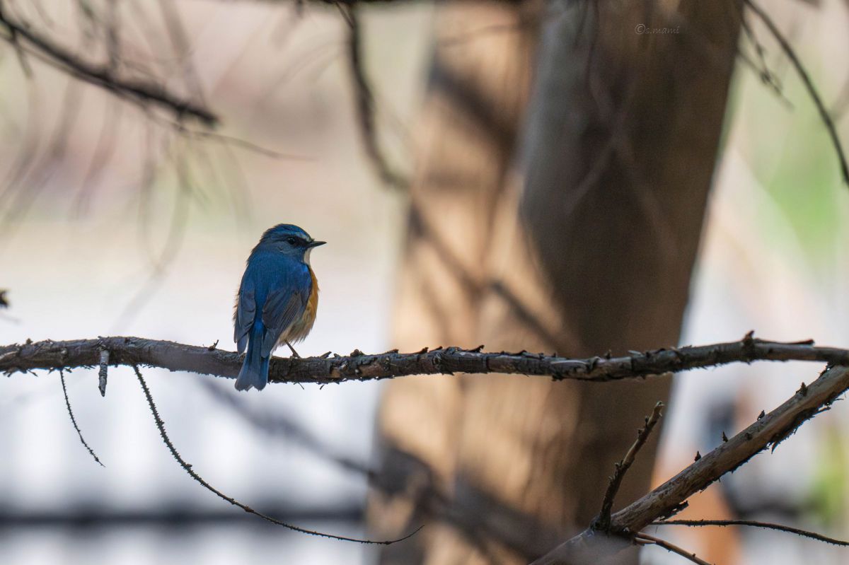幸せの青い鳥 | GANREF