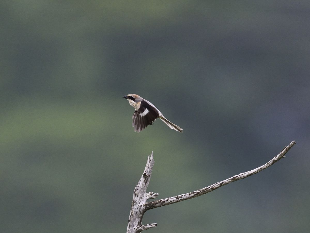 飛ぶ ー戦場ヶ原の野鳥たちー ４ 動物 鳥類 Ganref