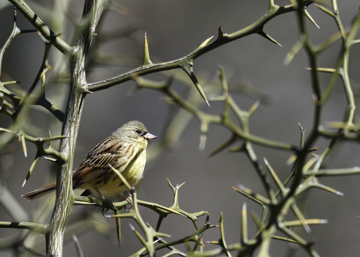 茨の道を 動物 鳥類 Ganref