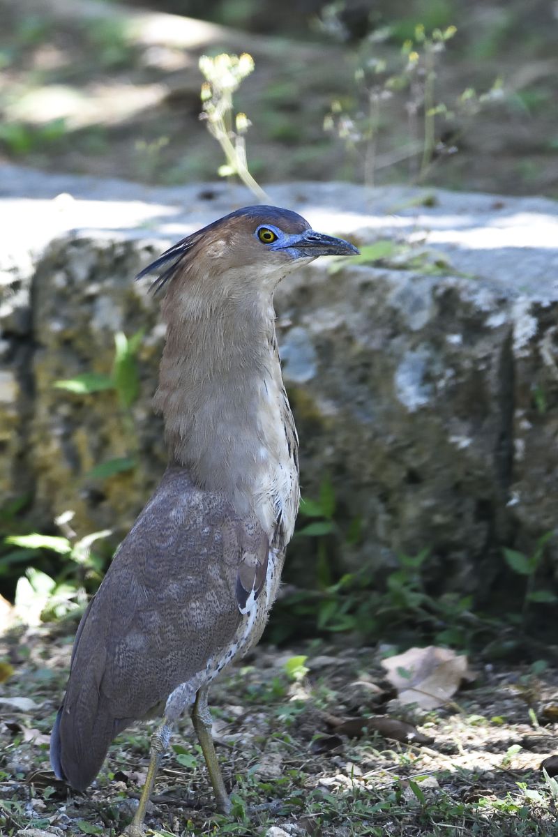 ズグロミゾゴイ３ 石垣島 動物 鳥類 Ganref