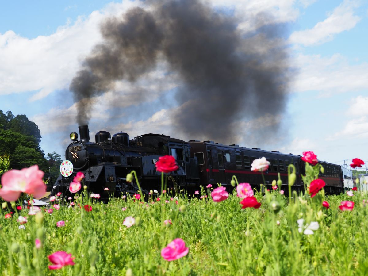 ポピー畑の汽車ポッポ 乗り物 交通 鉄道 駅 Ganref