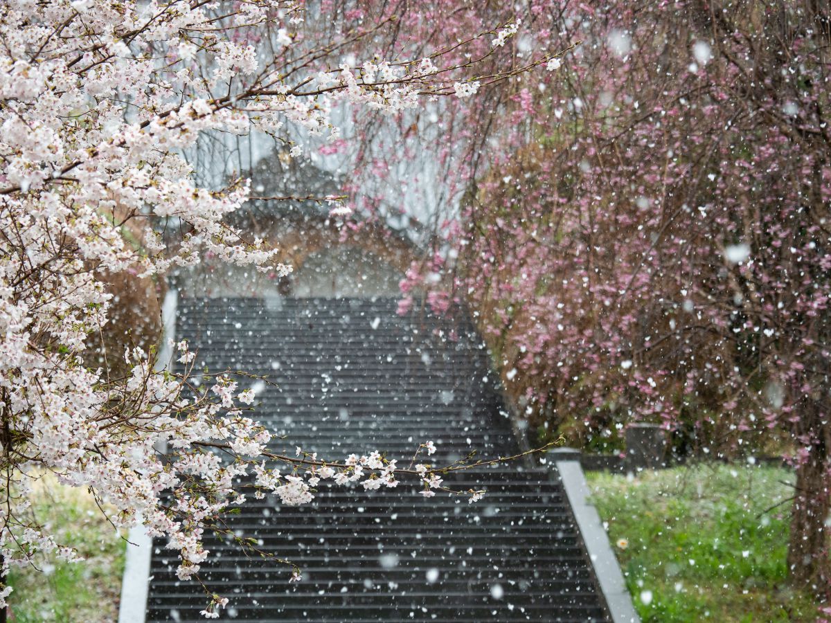 花隠し 植物 桜 Ganref