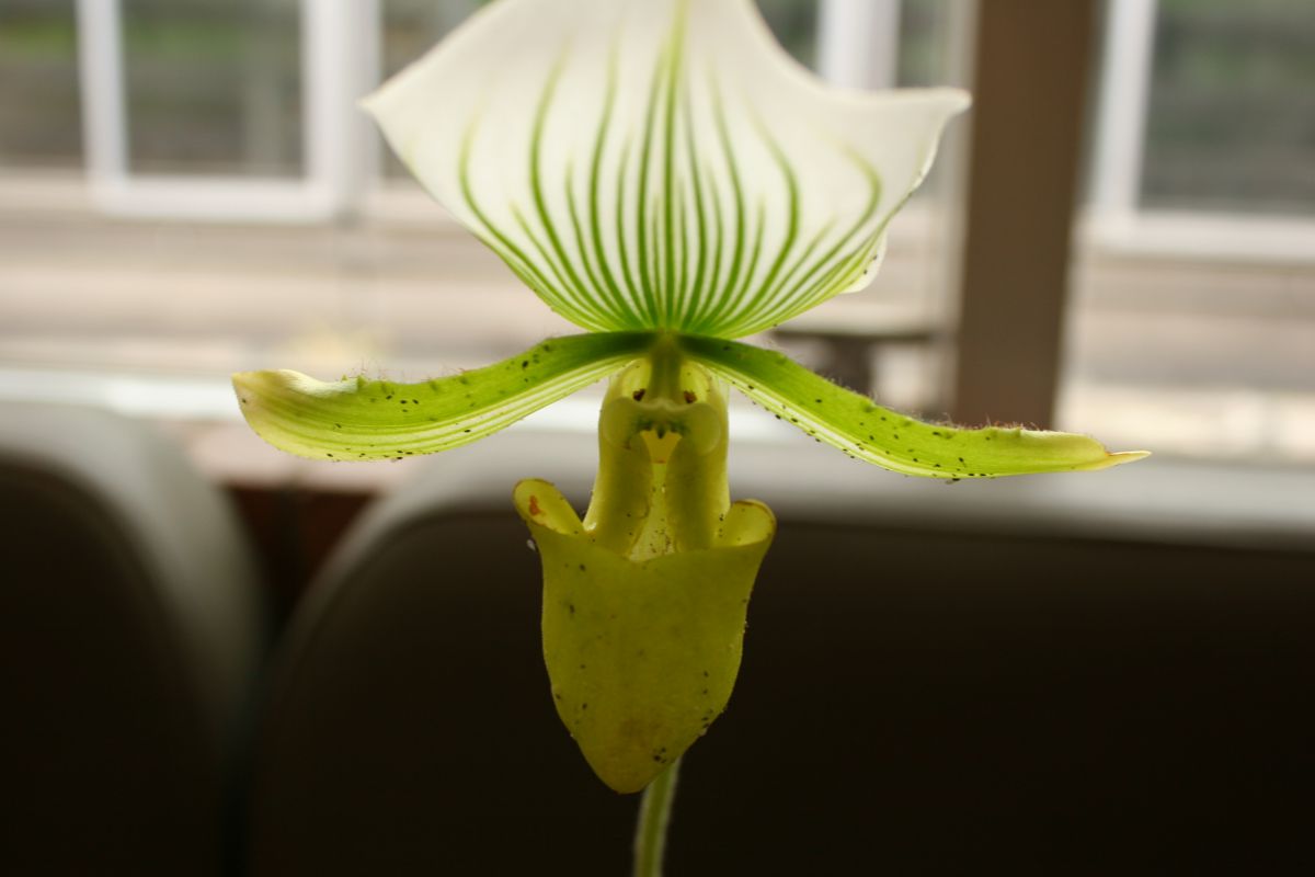 人面草 植物 花 花びら Ganref