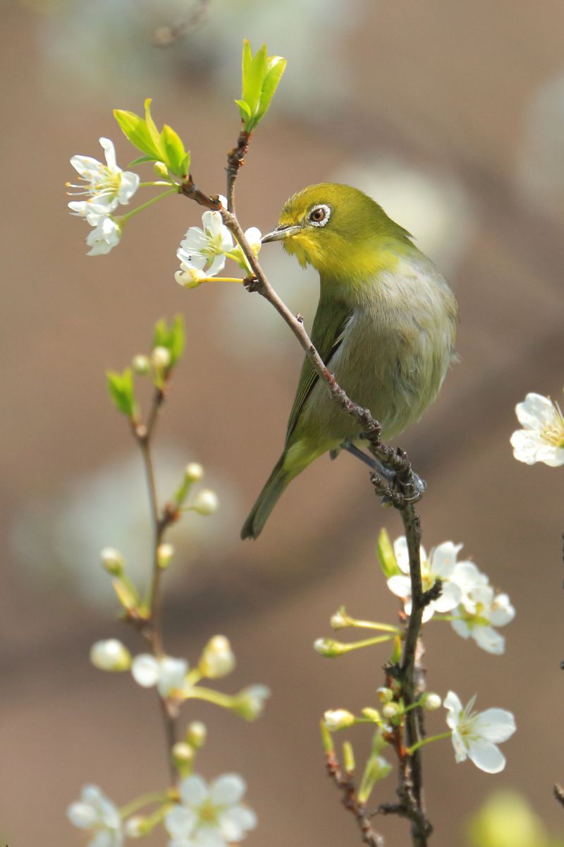 凛々しい 花言葉 PSA10 ヴァイスシュバルツ 凛々しく咲く 梨璃
