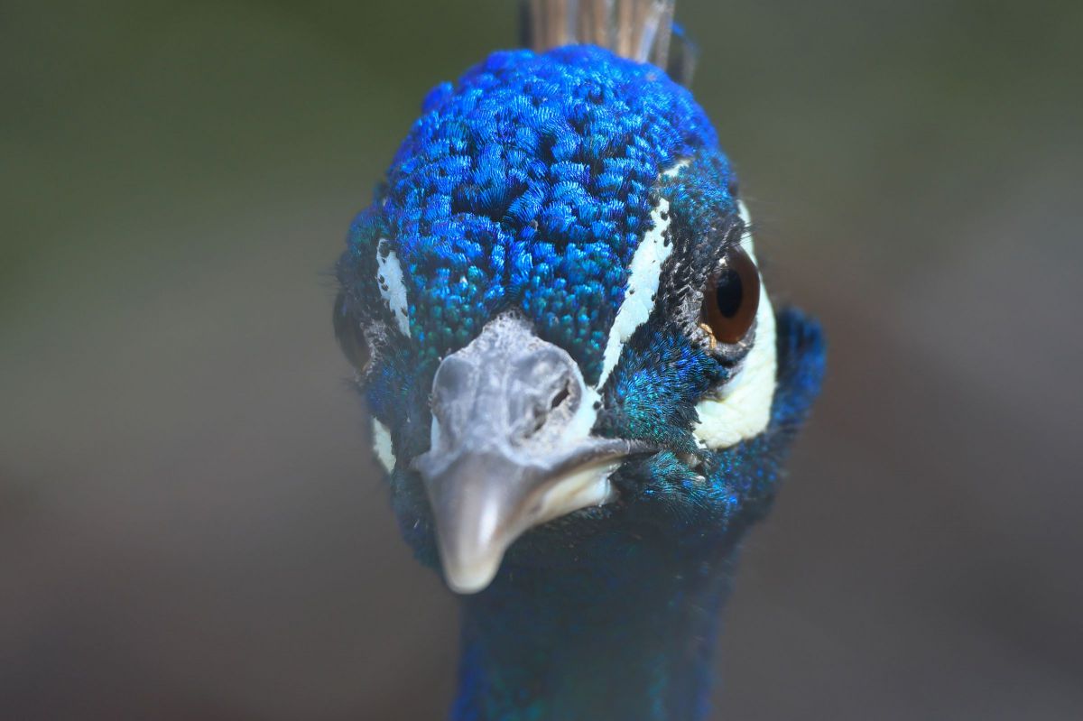 face | GANREF