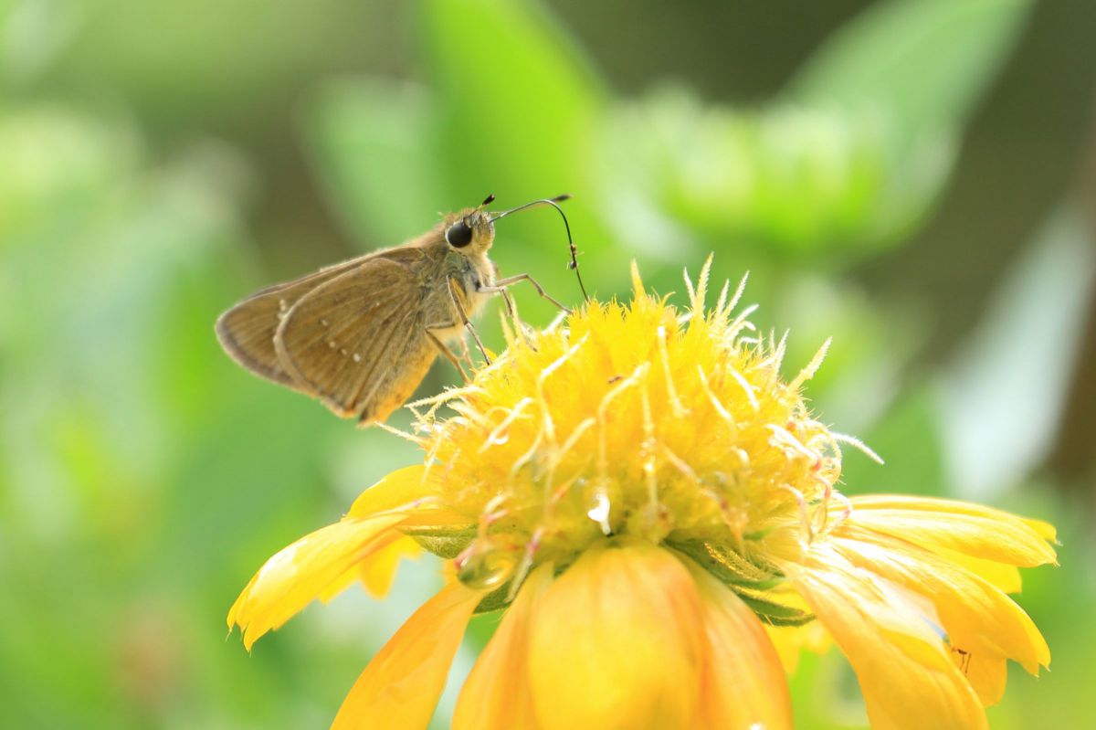 アリの冒険 動物 虫 昆虫 Ganref