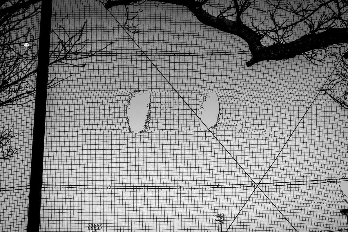 空目 | GANREF
