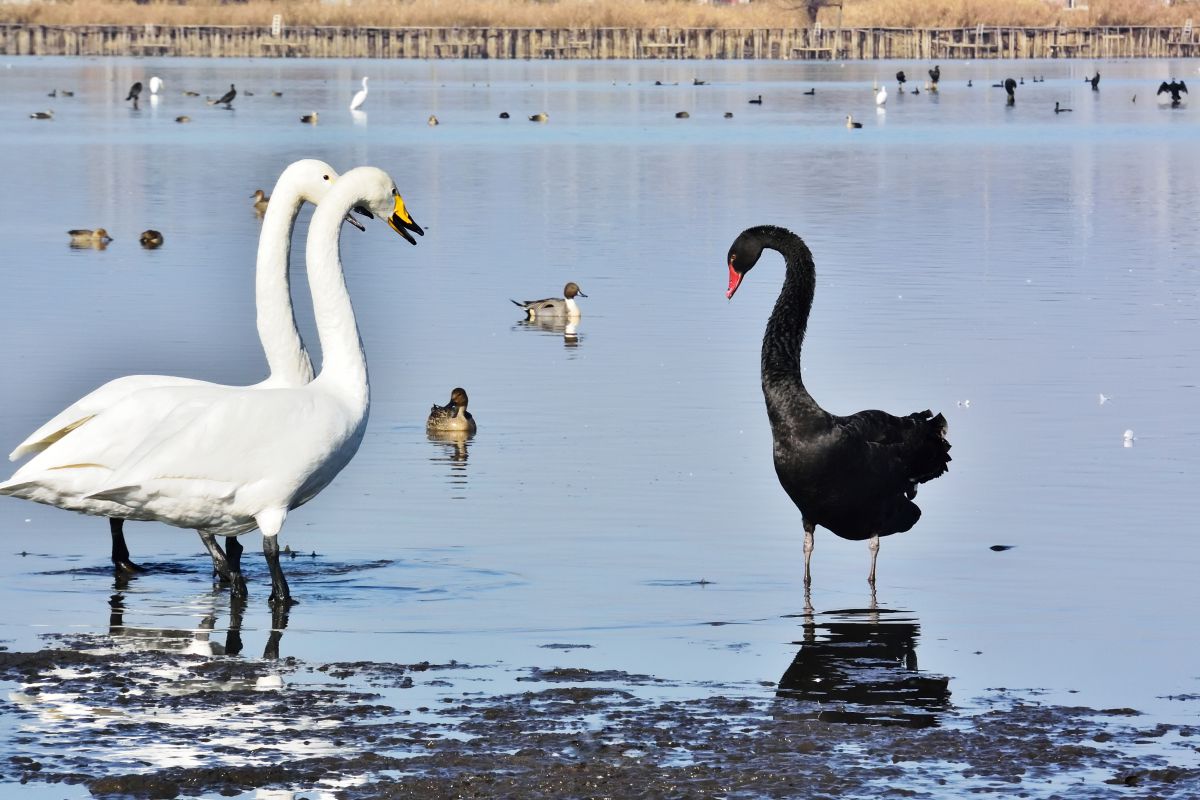 多々良沼物語ー僕の母さん知らない 動物 鳥類 Ganref