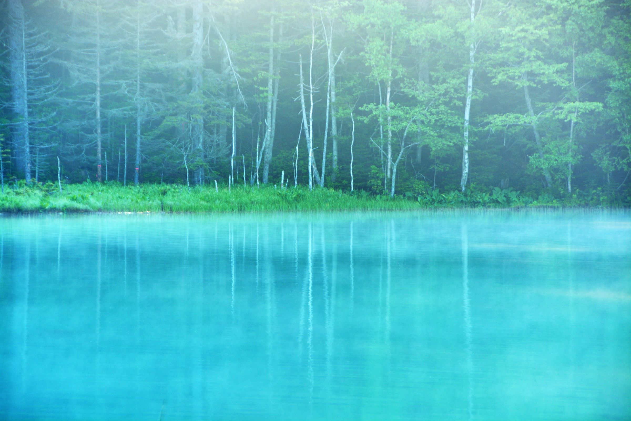 シグリオン・グリーン「湖畔風景」●サイン エディション 気持ちのいい風景です● クレセント湖 (ポート エンジェルス) - ツアーとアクティビティ