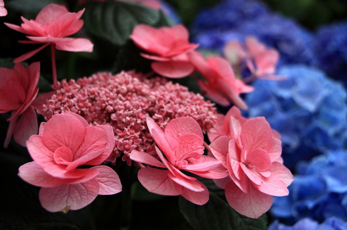 ガクアジサイ 室内咲き 植物 花 花びら Ganref