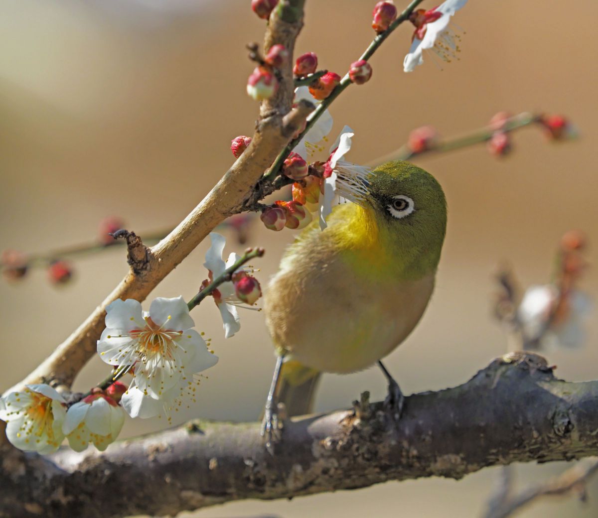 夢中 春を告げるメジロ | GANREF