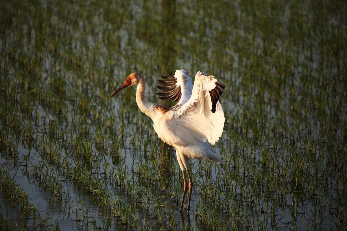 袖黒鶴 動物 鳥類 Ganref