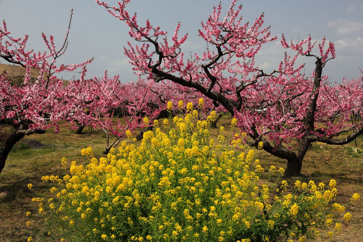 桃の木と菜の花 植物 樹木 Ganref