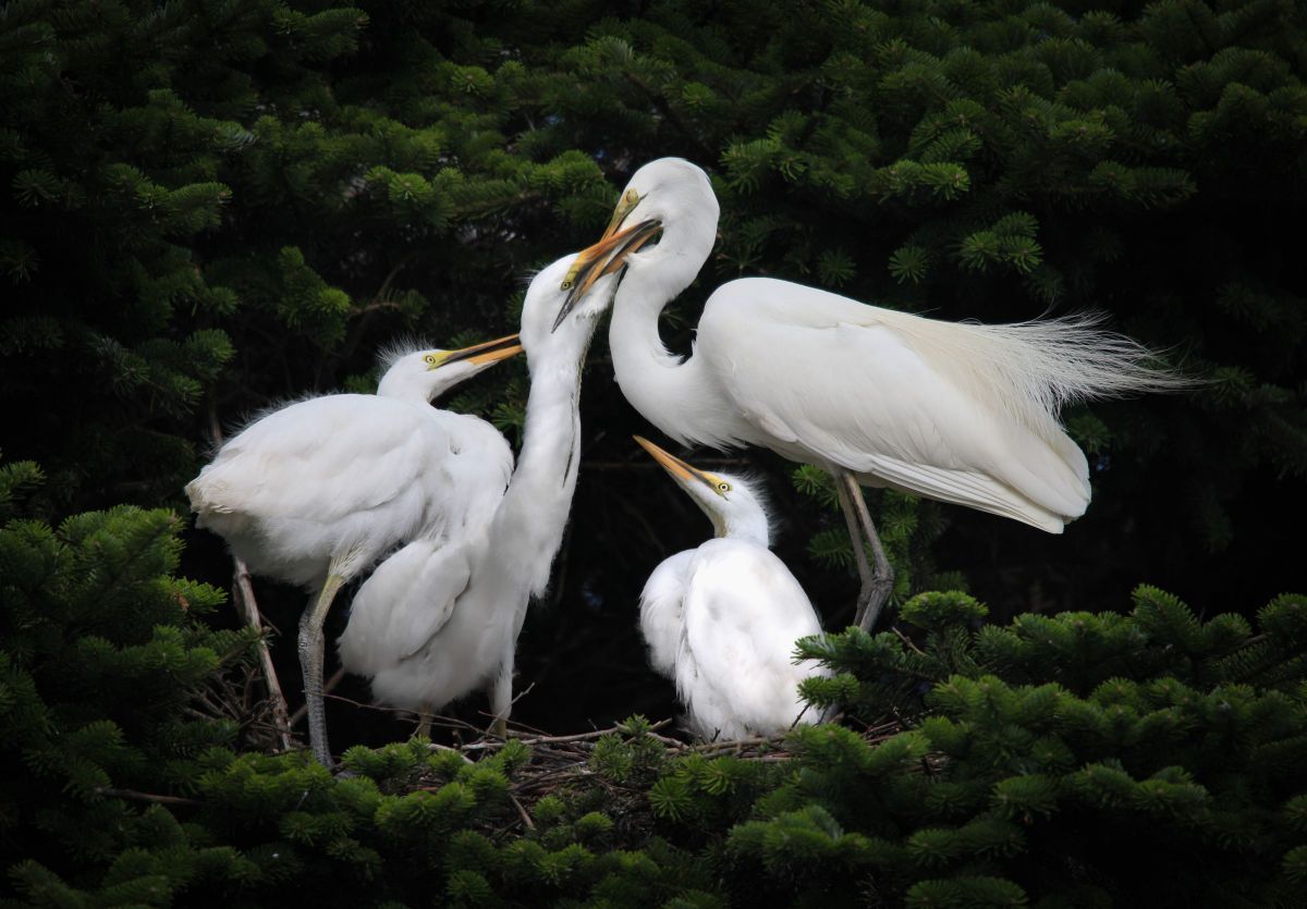 次は僕の番だよっ GANREF