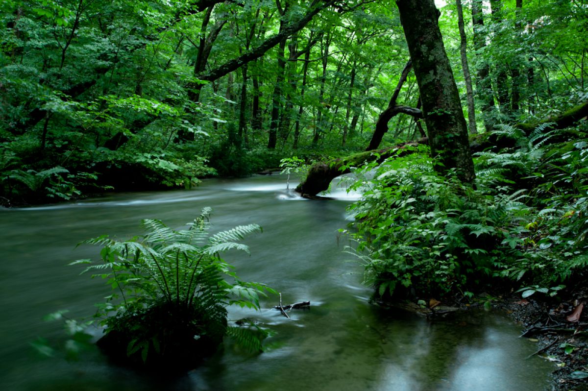 夏の 雨の中の奥入瀬 自然 風景 森林 Ganref 夏の 雨の中の奥入瀬 自然 風景 森林 Ganref