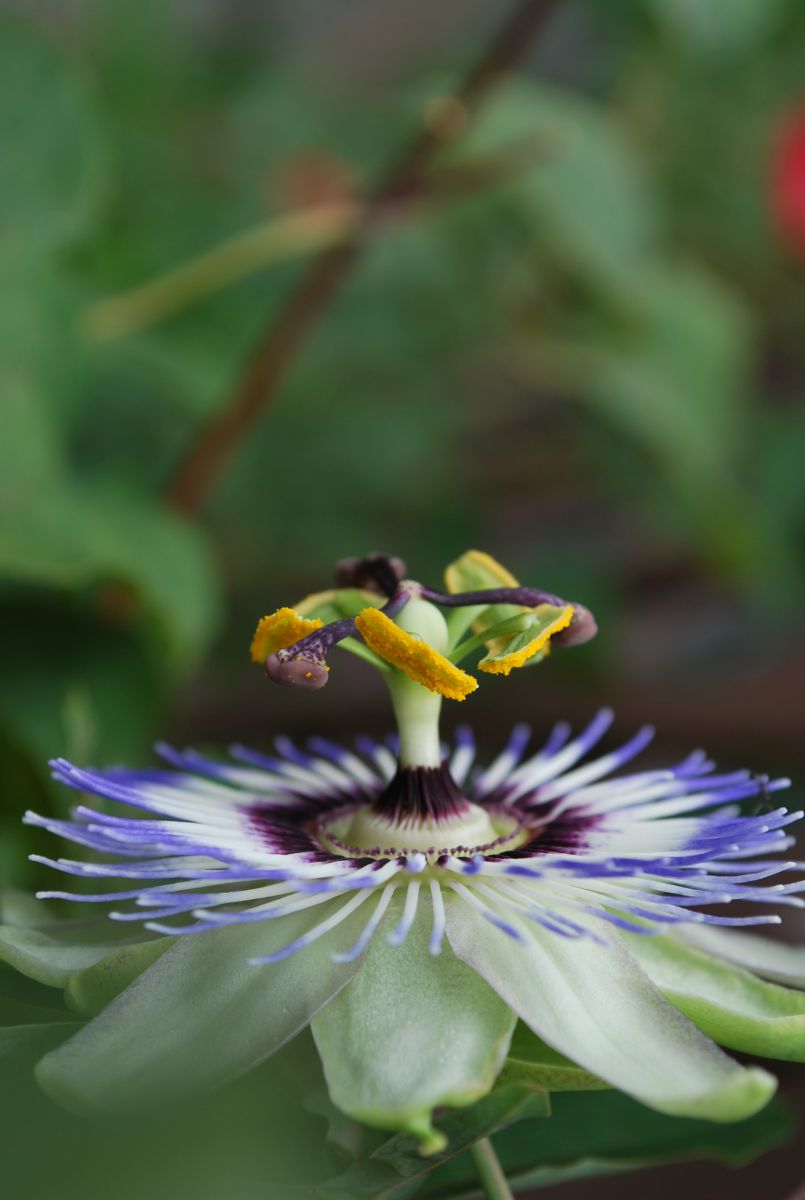 トケイソウ クリアスカイ 植物 花 花びら Ganref