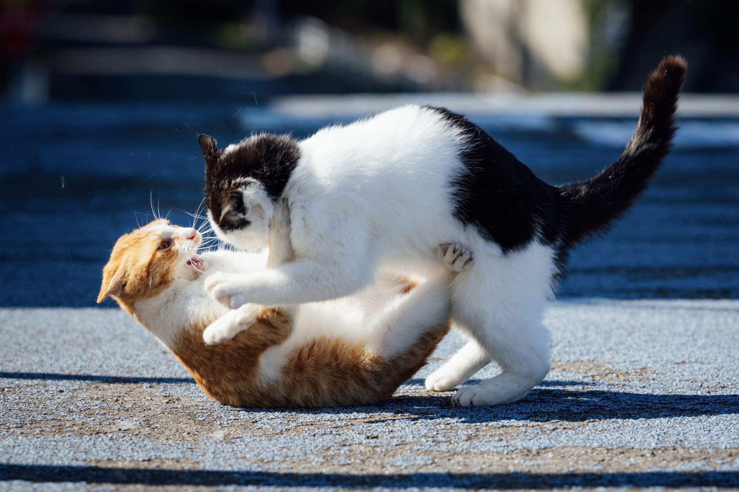 じゃれあい | GANREF