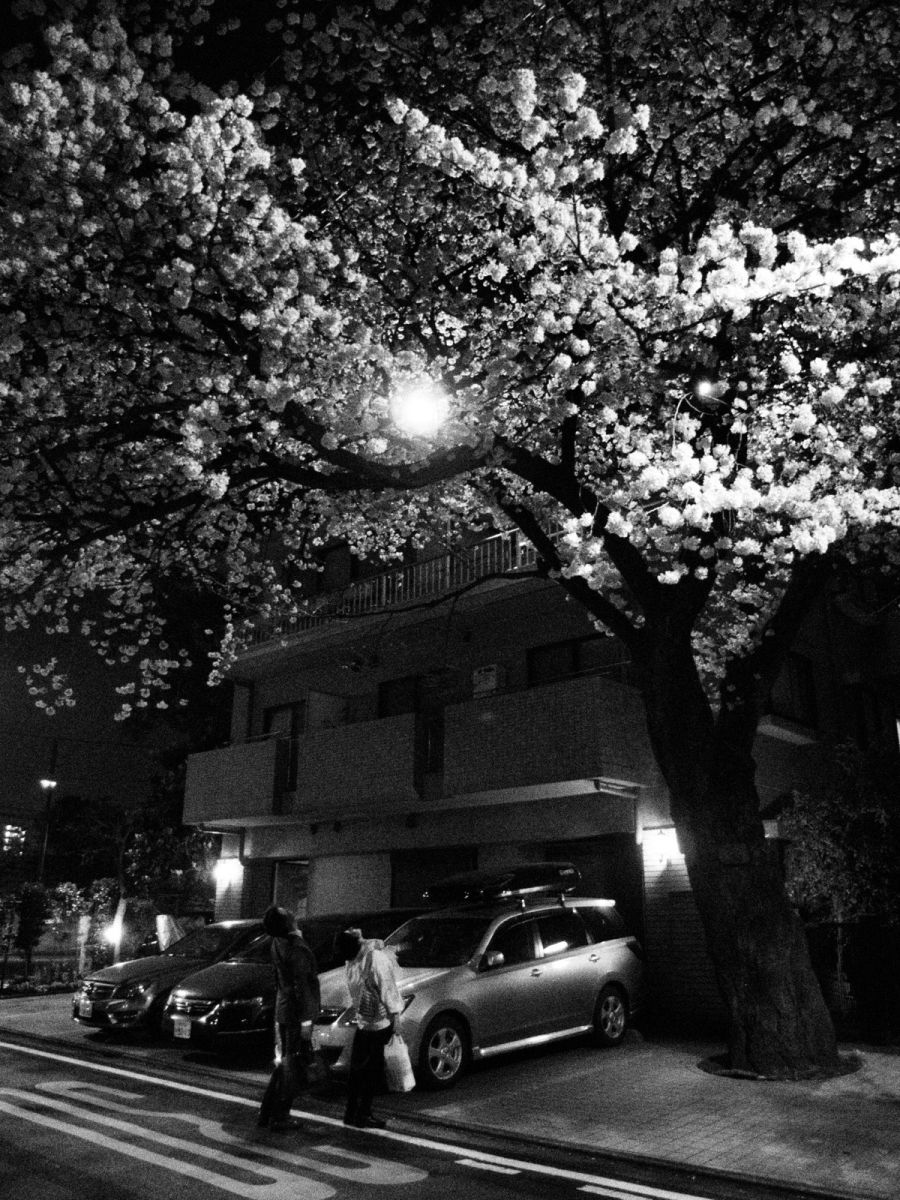夜のまちシリーズ 25 住宅街の桜 街並み 建物 住宅 Ganref