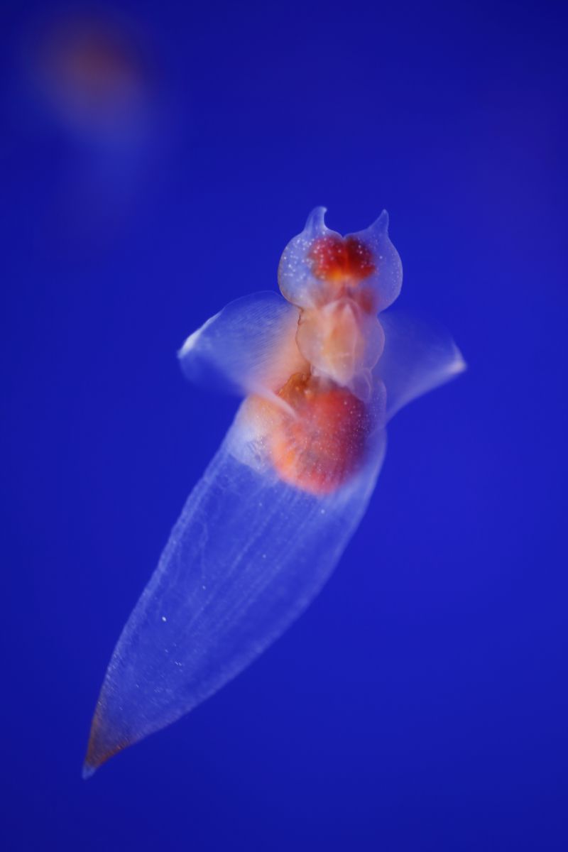 オホーツク海の天使 動物 その他の海の生物 Ganref