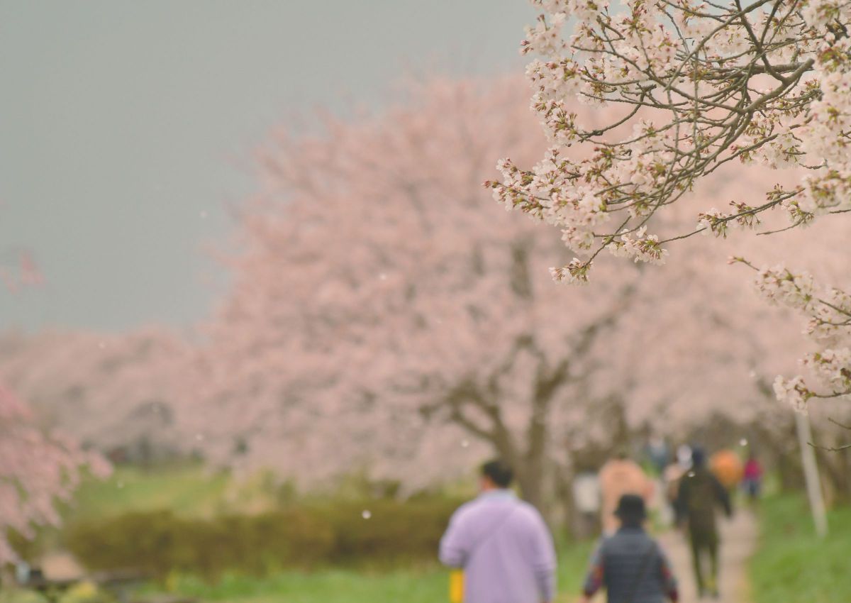 花曇り 植物 花 花びら Ganref