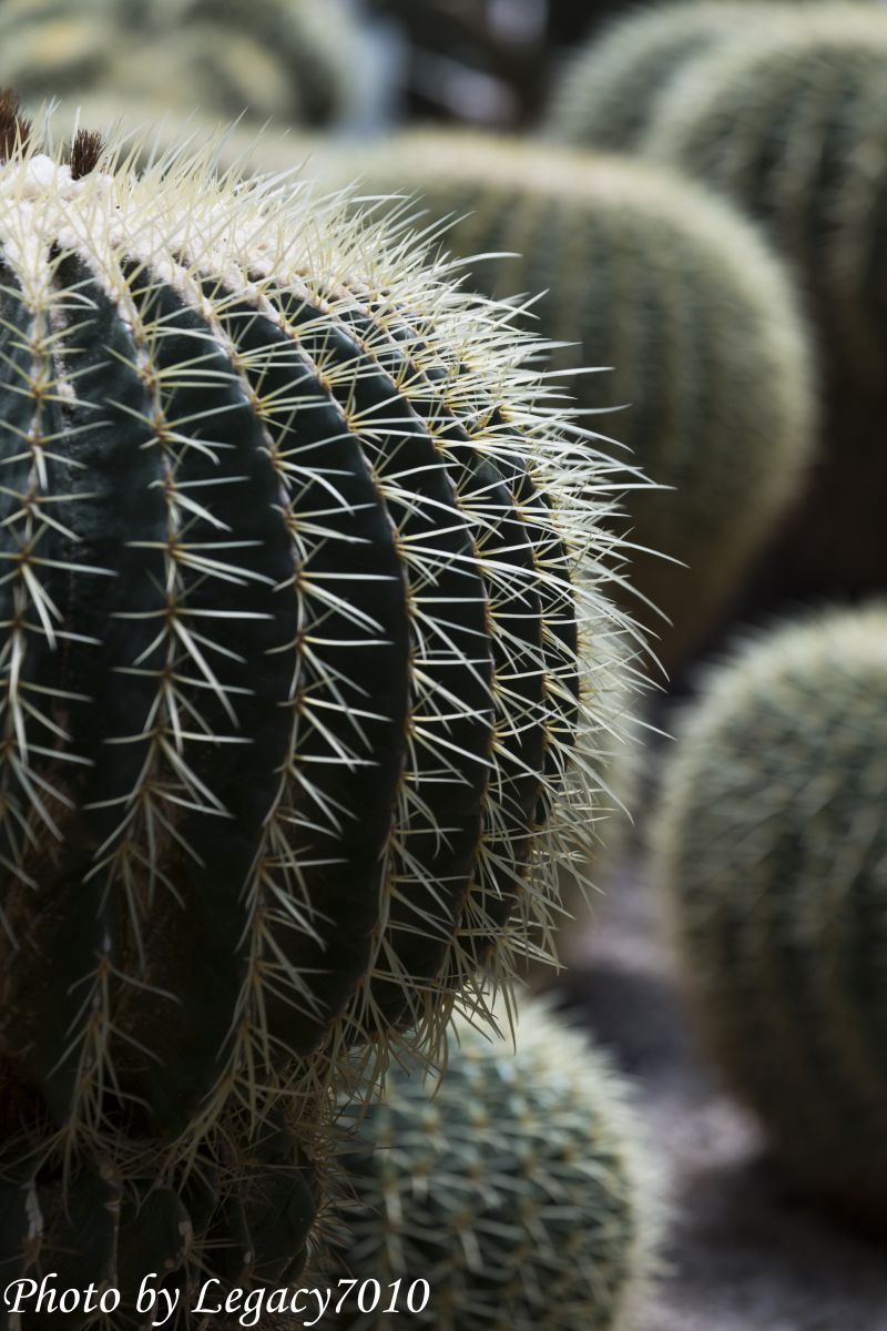 針のムシロ 植物 その他 Ganref