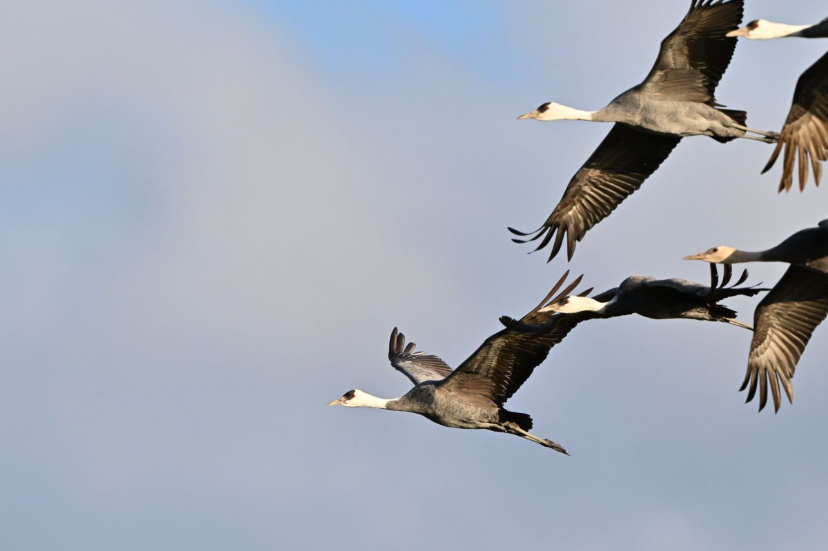 注目製品レビュー ～Z8＋超望遠レンズ【野鳥編】～ / 第13回：Z8