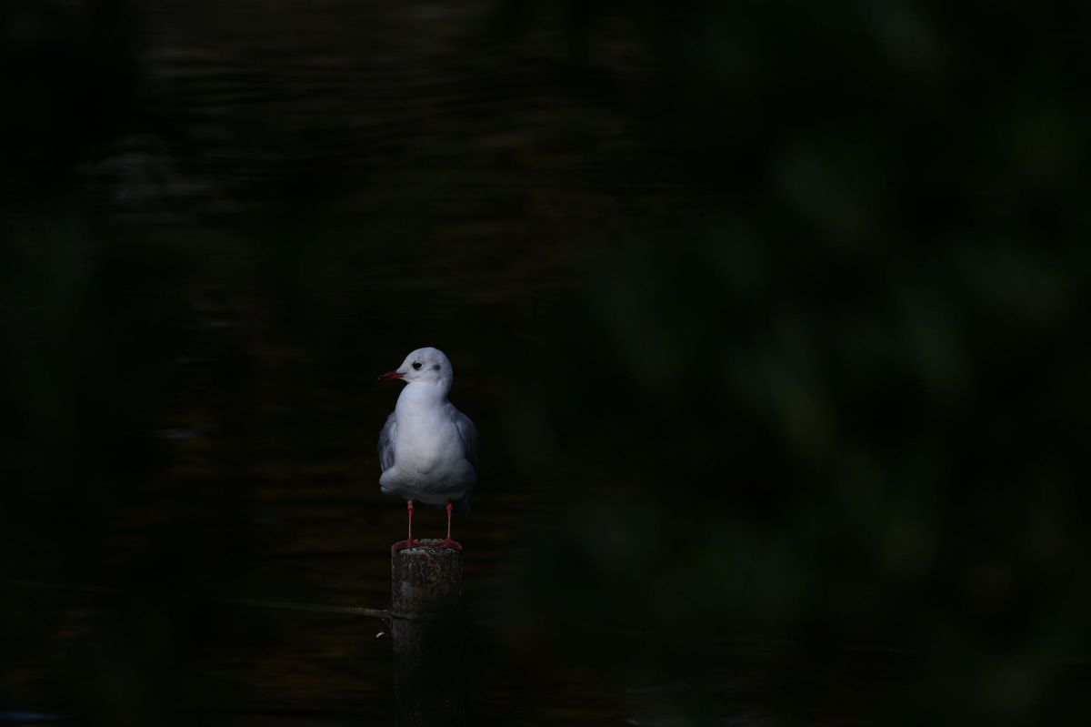 鳥 隠し鳥 | GANREF