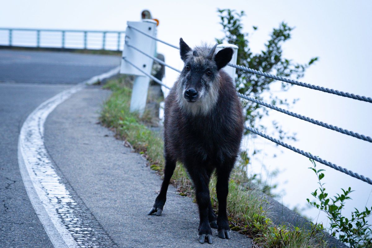 カモシカの足ってどんな足 動物 その他の陸の生物 Ganref