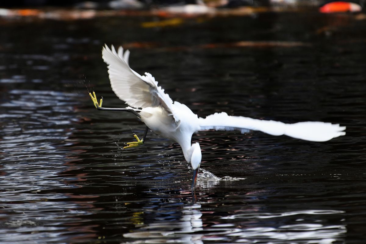 ダイブ 動物 鳥類 Ganref