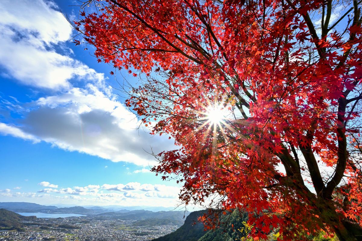 真っ赤な紅葉 もみじ 自然 風景 空 雲 Ganref
