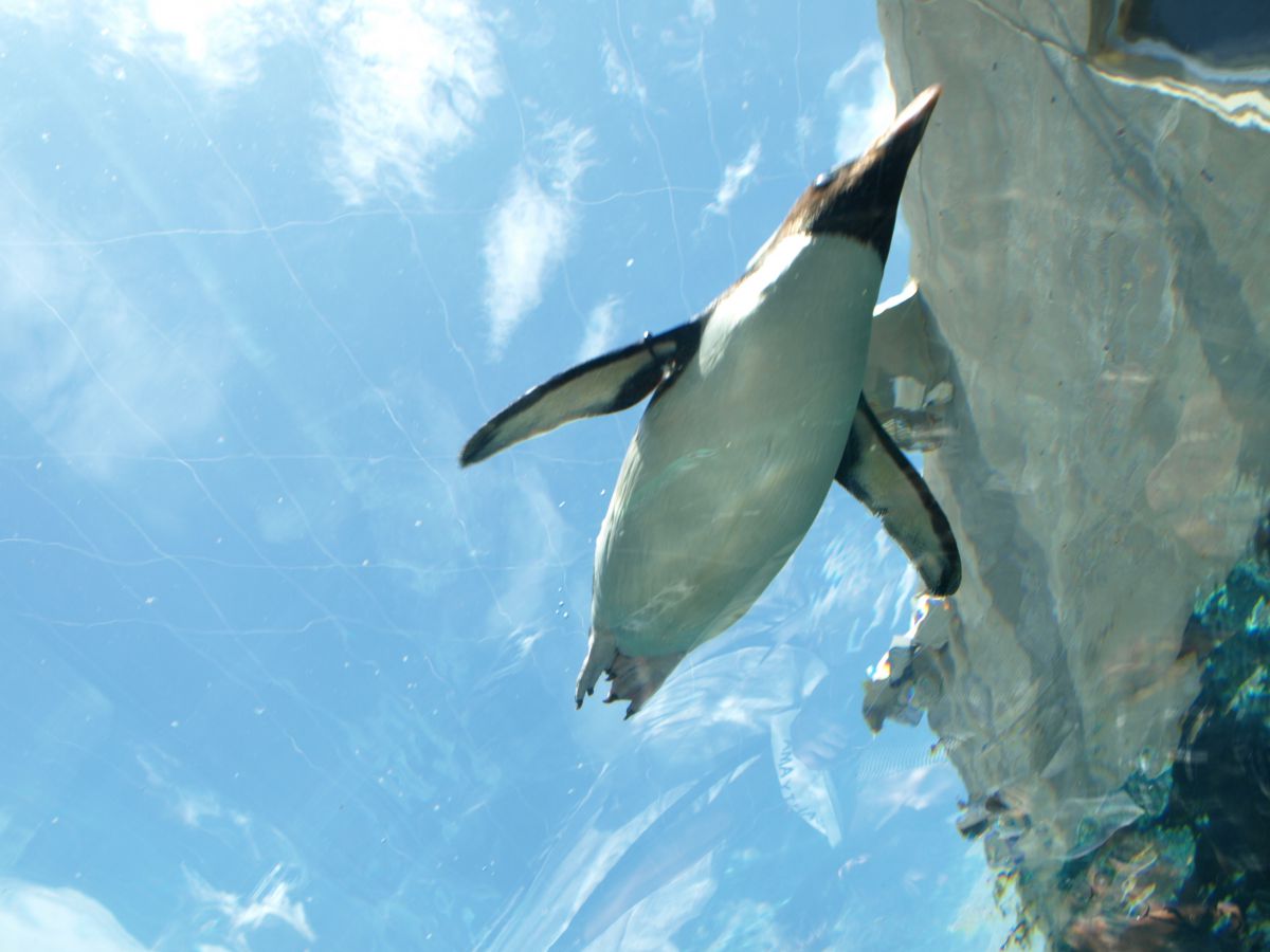 空飛ぶペンギン 動物 その他の海の生物 Ganref