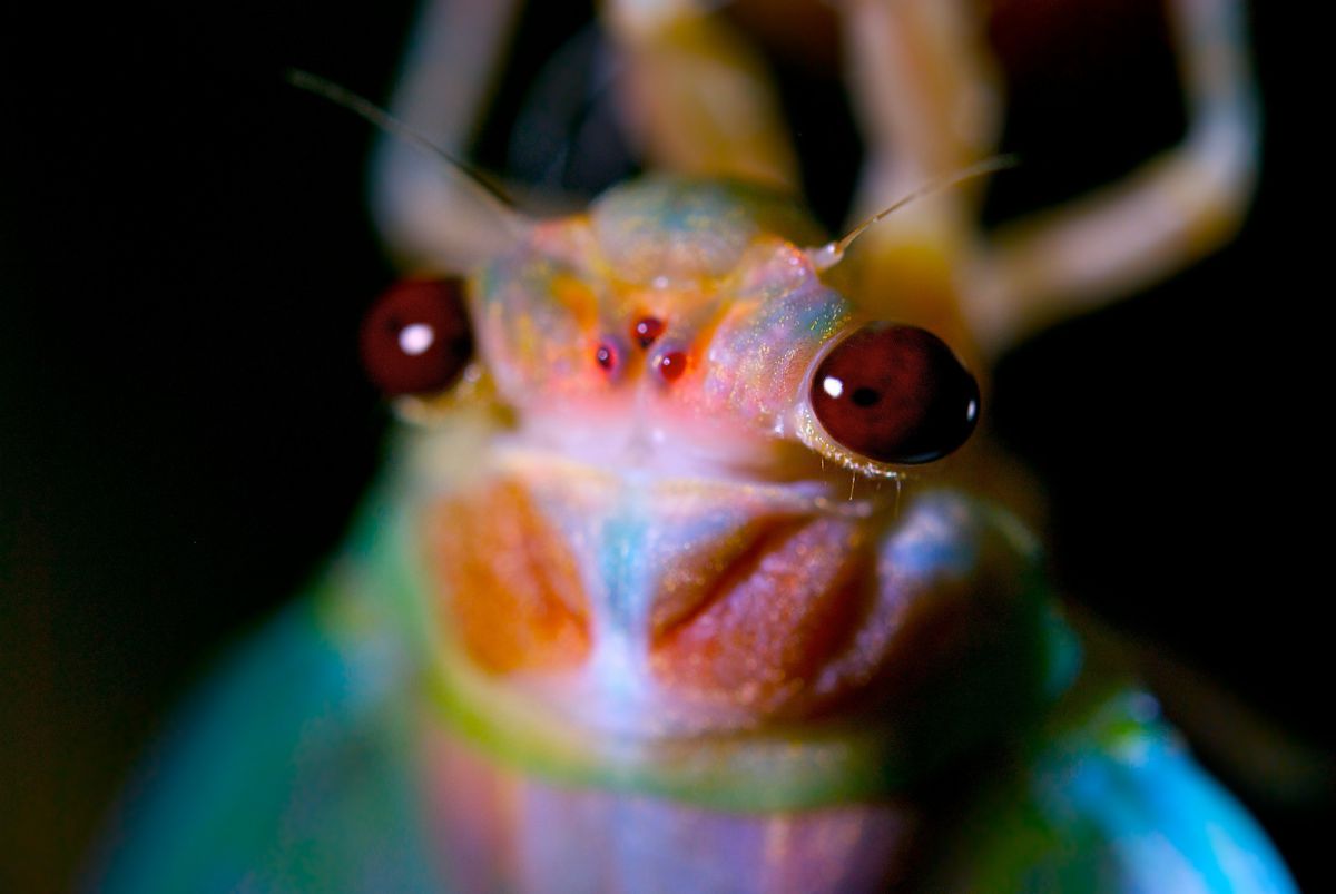 美しい瞬間 動物 虫 昆虫 Ganref