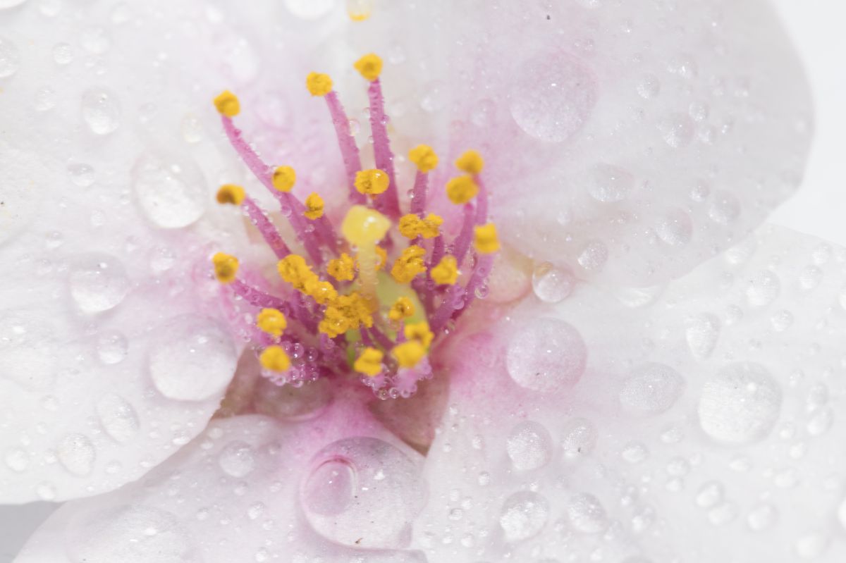 雨雫が輝く桜の花 植物 桜 Ganref