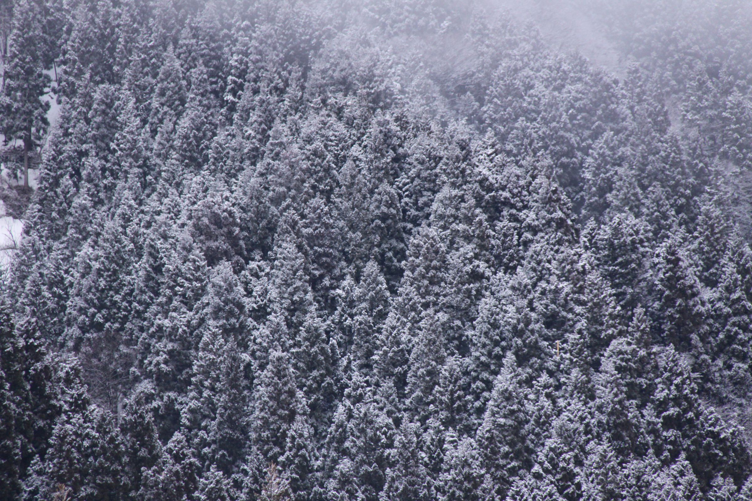 雪・杉山.jpg | GANREF