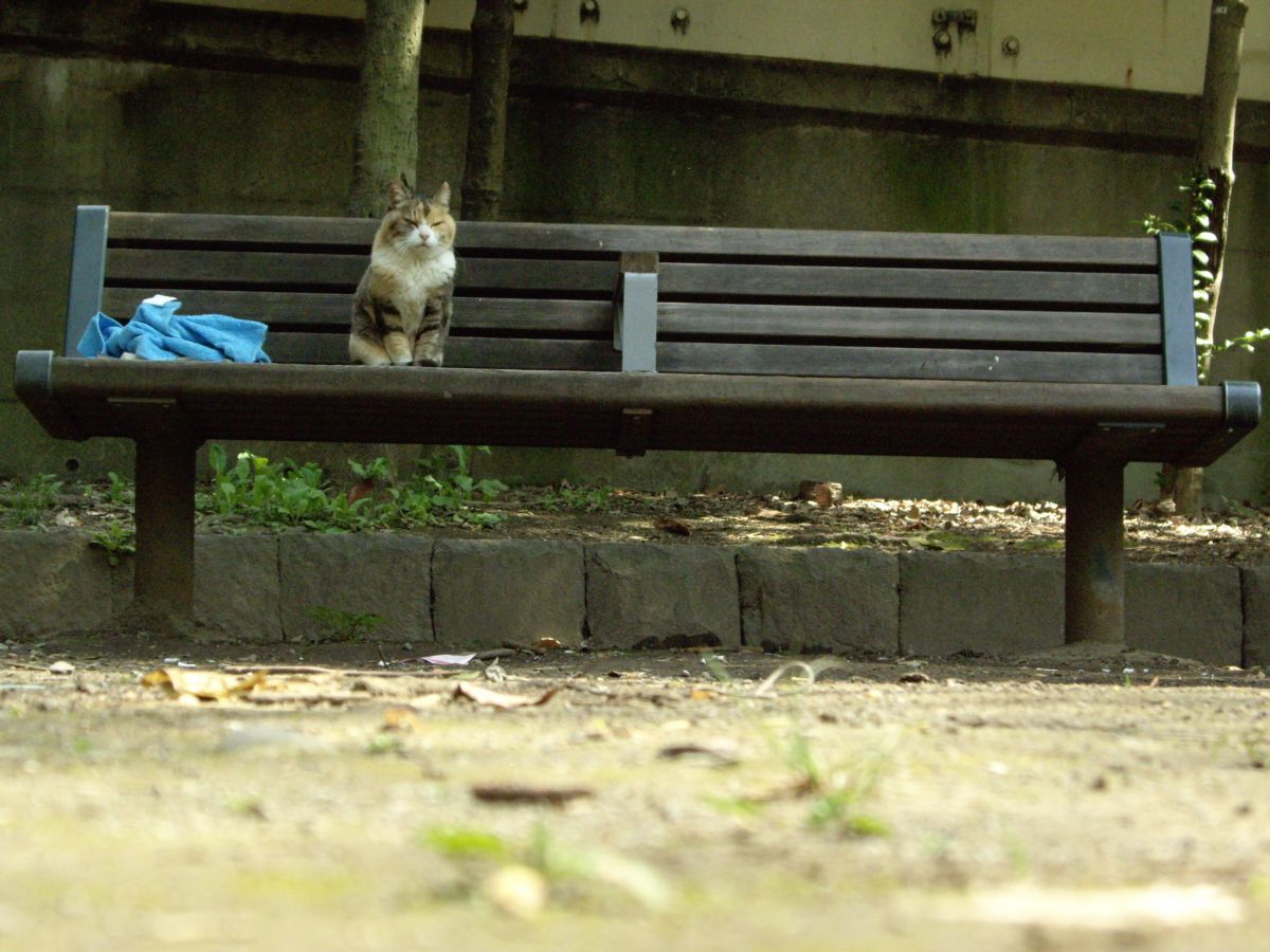 PENTAX Optio A10で撮影された写真 | 写真検索 | GANREF