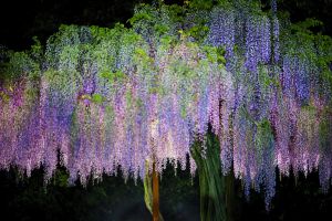 虹色光沢の螺旋貝殻 8510999-a-rainbow-colored-