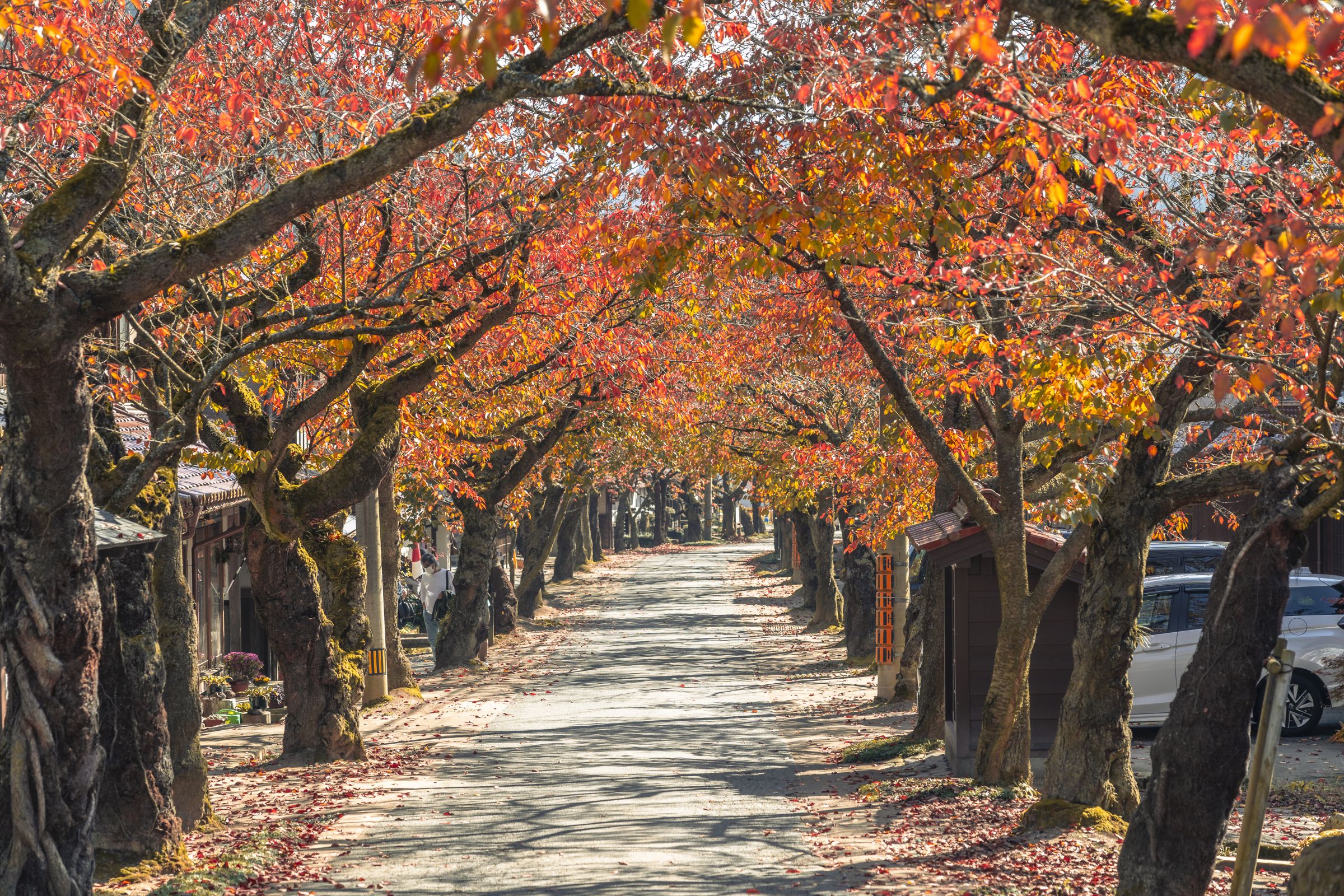 がいせん桜紅葉 | GANREF