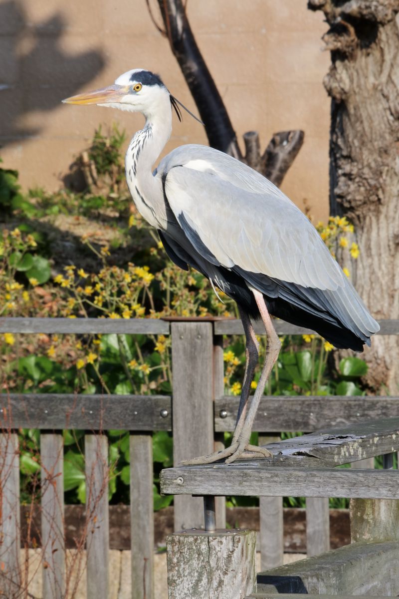 鷺 動物 鳥類 Ganref