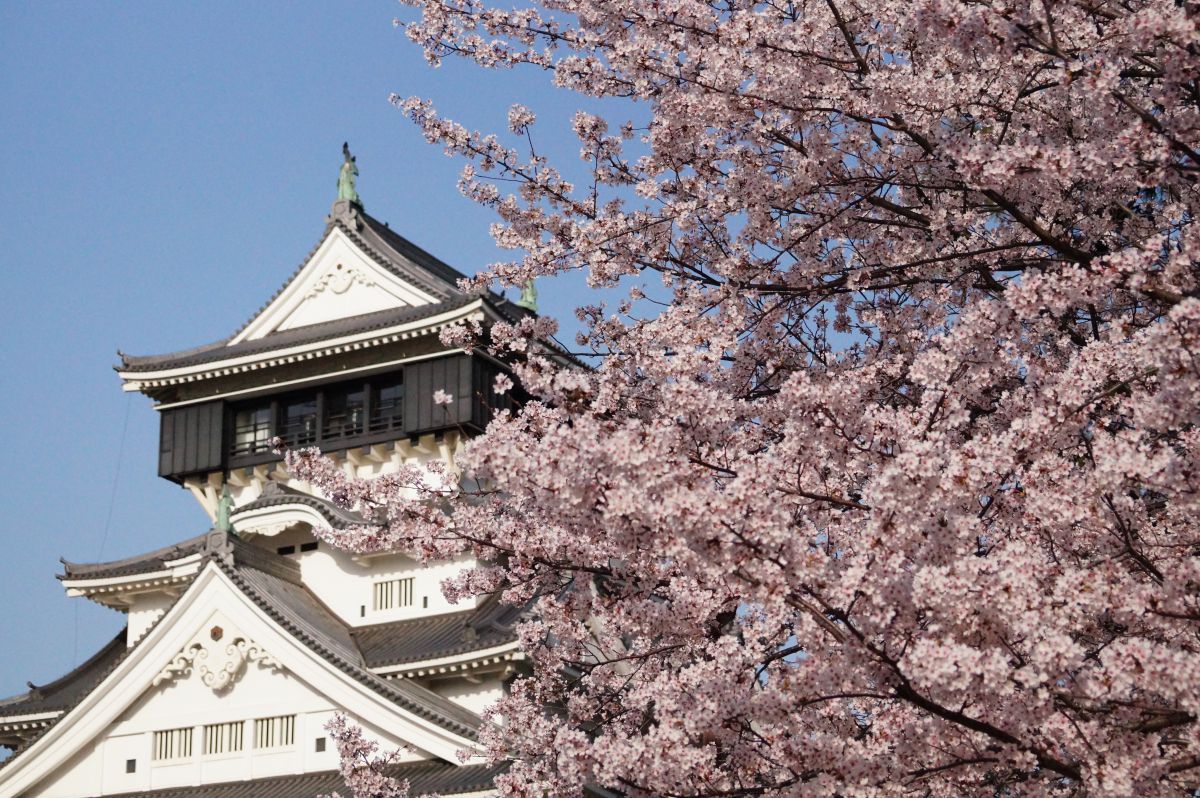 小倉城 植物 桜 Ganref