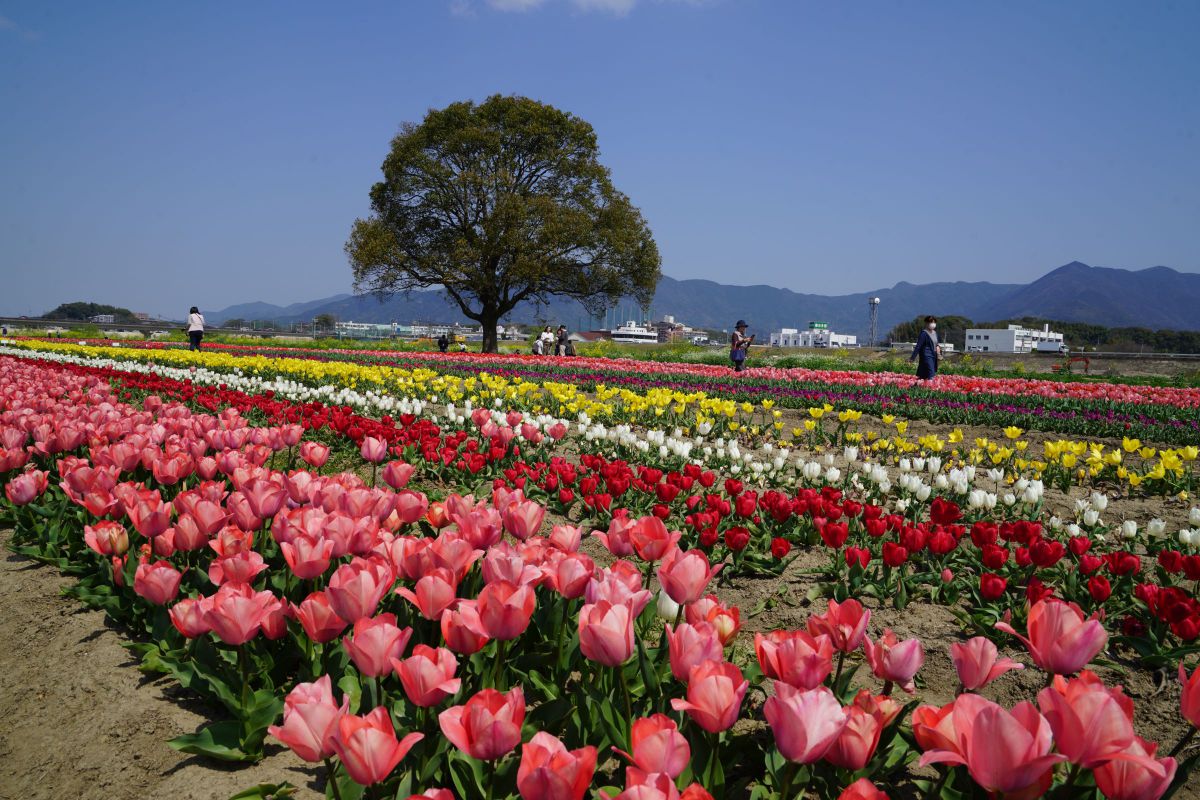 28-75mm F2.8 SAMで撮影された写真 | 写真検索 | GANREF