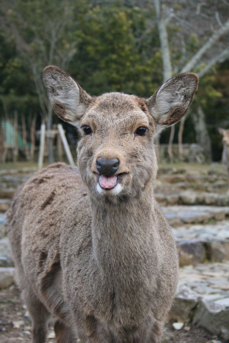 笑う鹿 動物 その他の陸の生物 Ganref