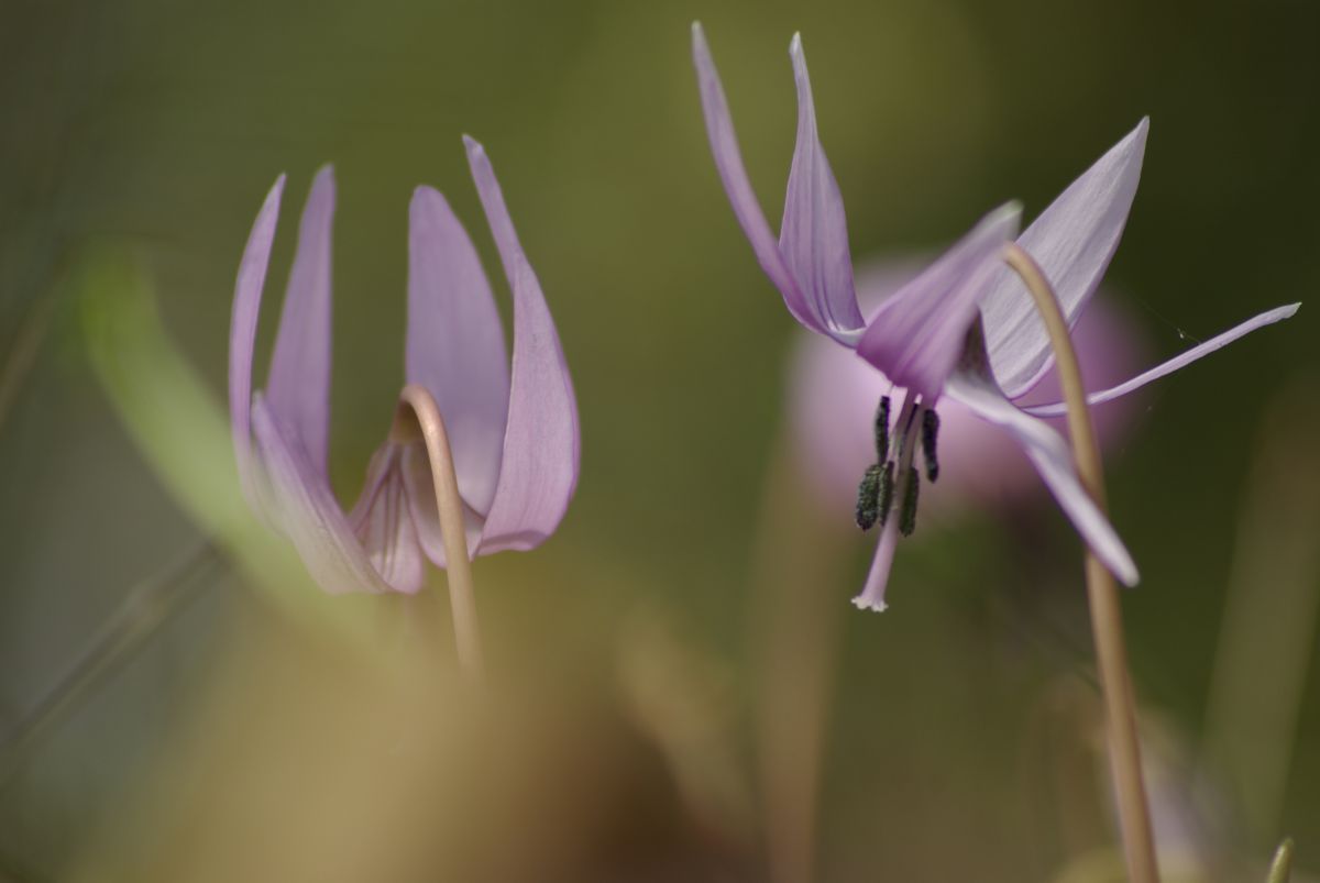 FA J75-300mm F4.5-5.8ALで撮影された写真 | 写真検索 | GANREF