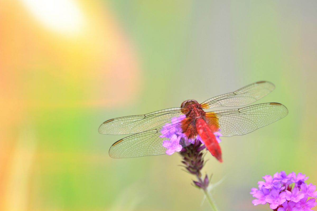 花に乗ったとんぼ 動物 虫 昆虫 Ganref 花に乗ったとんぼ 動物 虫 昆虫 Ganref