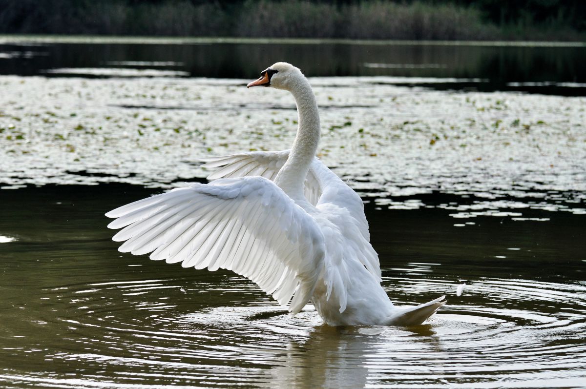 白鳥の池 動物 鳥類 Ganref